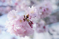 Erwecke deinen Frühling - werde Emotional Frei