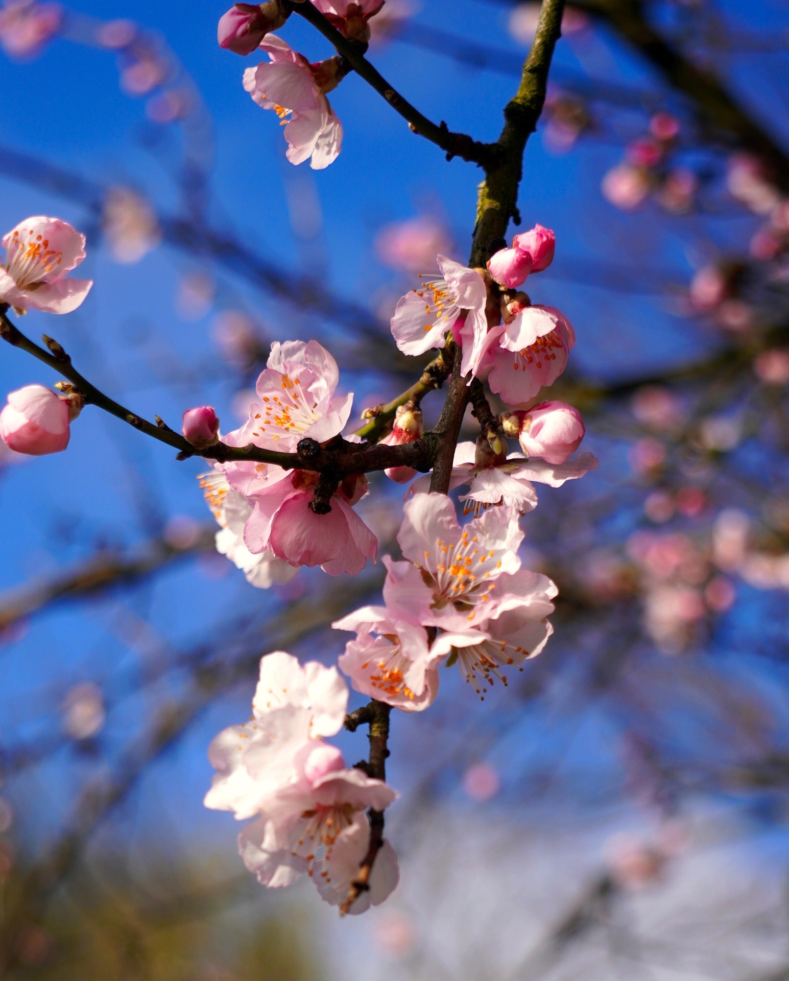 Workbook Erwecke deinen Frühling werde Emotional Frei